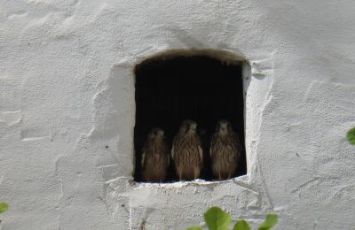 Historische Liegenschaften, Schloss Stopfenheim nahe Brombachsee, Nahwärme
