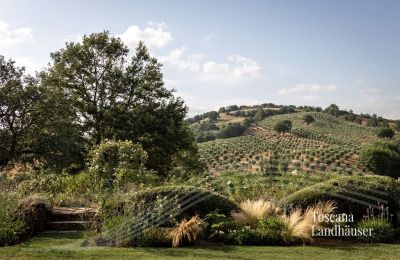 Landhaus kaufen Manciano, Toskana:  RIF 3084 Blick auf Olivenhain
