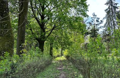 Schloss kaufen Gola, Großpolen, Foto 41/42