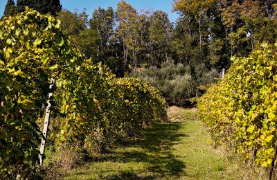 Casa di campagna in vendita 40060 Dozza, Ferraruola  1, Emilia-Romagna, Foto 18/26
