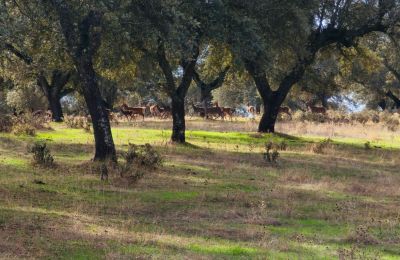 Castello medievale in vendita San Vicente de Alcántara, Extremadura, Foto 35/36