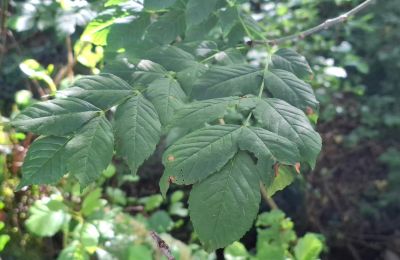 Manoir à vendre Galice, Image 40/48