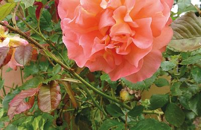 Burg erwerben Mecklenburg-Vorpommern, Foto 82/96