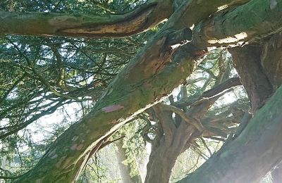 Burg erwerben Mecklenburg-Vorpommern, Foto 59/96