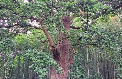 Burg erwerben Mecklenburg-Vorpommern, Foto 67/96