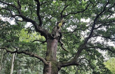 Burg erwerben Mecklenburg-Vorpommern, Foto 8/96
