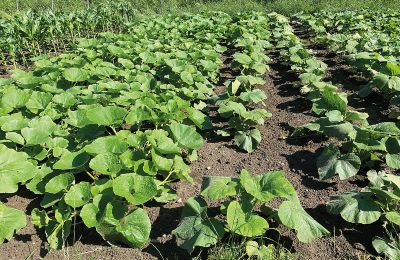 Burg erwerben Mecklenburg-Vorpommern, Foto 61/96
