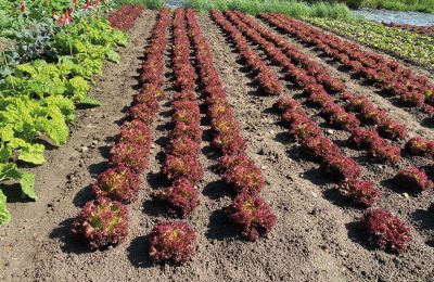 Burg erwerben Mecklenburg-Vorpommern, Foto 60/96