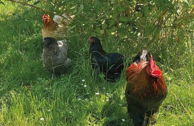 Burg erwerben Mecklenburg-Vorpommern, Foto 74/96