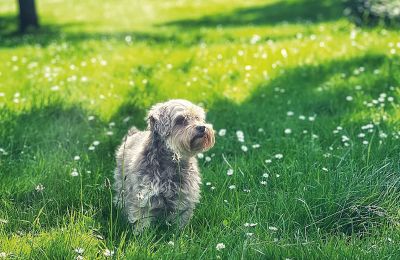 Burg erwerben Mecklenburg-Vorpommern, Foto 76/96