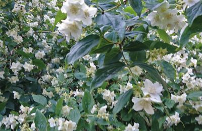 Burg erwerben Mecklenburg-Vorpommern, Foto 73/96