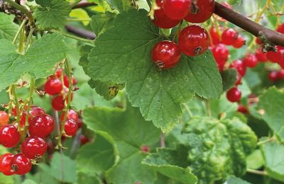 Burg erwerben Mecklenburg-Vorpommern, Foto 79/96