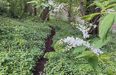 Burg erwerben Mecklenburg-Vorpommern, Foto 58/96
