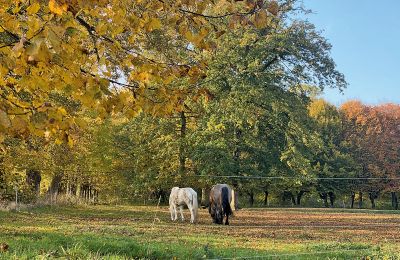 Burg erwerben Mecklenburg-Vorpommern, Foto 77/96
