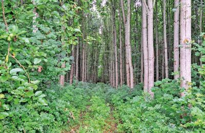 Burg erwerben Mecklenburg-Vorpommern, Foto 66/96