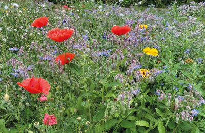 Burg erwerben Mecklenburg-Vorpommern, Foto 65/96