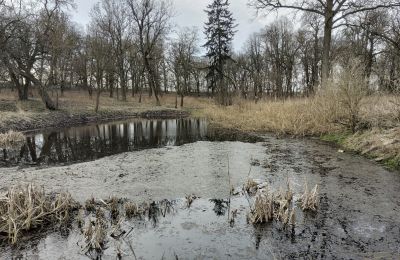 Herrenhaus/Gutshaus erwerben Bolkowice, Dwór w Bolkowicach, Westpommern, Park