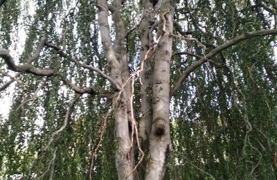 Schloss erwerben Kostrzyna, Kostrzyna 38, Niederschlesien, Foto 13/19