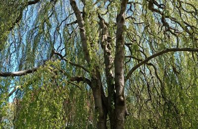 Schloss erwerben Kostrzyna, Kostrzyna 38, Niederschlesien, Foto 14/19