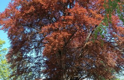 Schloss erwerben Kostrzyna, Kostrzyna 38, Niederschlesien, Foto 15/19
