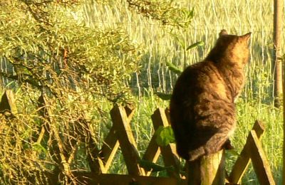 Landhaus erwerben Deutschland, Foto 32/32